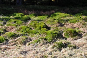 Hochmoorlandschaft im zeitigen Frühling im Schwarzwald bei Schonach, Baden-Württemberg, Deutschland