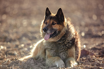 German shepherd dog on walk