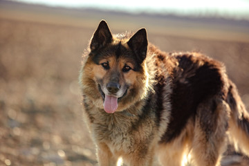 German shepherd dog on walk