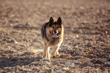 German shepherd dog on walk