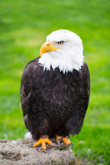 Portrait of a bald eagle on grass.