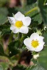 Closeup macro strawberry flower blossom at sunny summer day