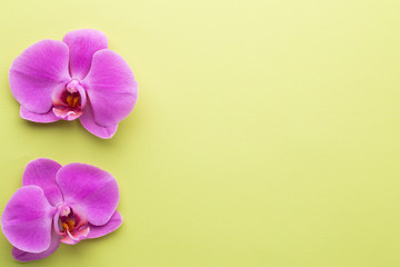 Pink beautiful orchid on colored background.