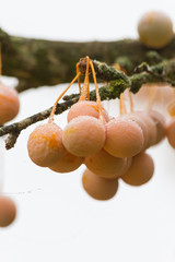 Fruto del Arbol Ginkgo Biloba Maduros