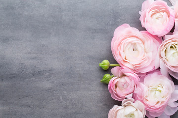 Pink beautiful ranunculus on gray background.