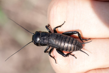 hand holding field cricket outdoors. Gryllus campestris