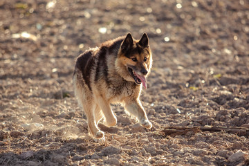 German shepherd dog on walk