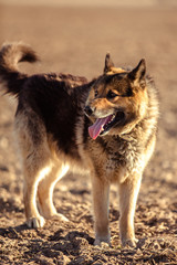 German shepherd dog on walk