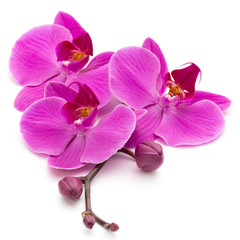 Fototapeta premium Pink orchid on the white background.
