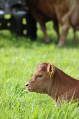 Kalb liegt auf der Weide, Postkartenmotiv