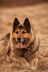Obraz na płótnie Canvas German shepherd dog on walk