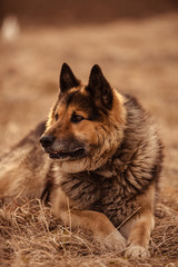 German shepherd dog on walk