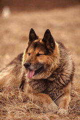 Fototapeta premium German shepherd dog on walk