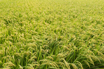 Rice field