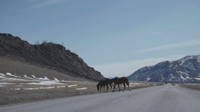 Two horses cross the road in a mountainous area. Wild horses on the mountain. Horse family on pasture. Mountains landscape with herd of horses. Wild horses graze in the mountains.