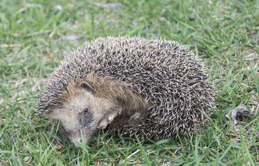 Hedgehog rests upon herb