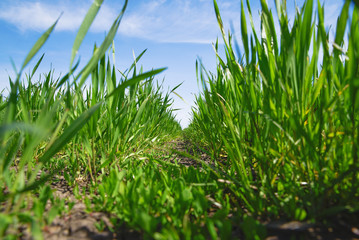 Agricultural rural background. Panoramic view to spring landscape in sunny day with a field of green winter wheat seedlings and blue sky.