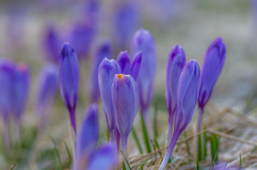Fototapeta premium Blooming crocuses in spring, Chocholowska valley, Tatra mountains, Poland