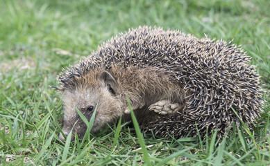 Hedgehog rests upon herb