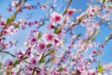 Apple orchard. Blossom tree over nature background. Spring flowers. Background