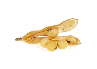 Soybeans and seed isolated on a white background