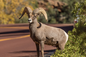 Desert Bighorn Ram Crossing a Road