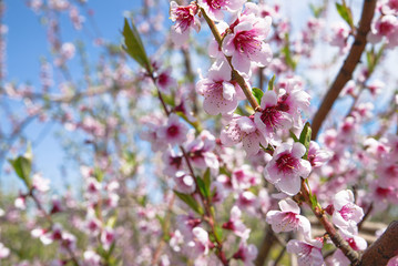 Apple orchard. Blossom tree over nature background. Spring flowers. Background