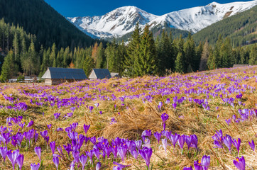 Tatra mountains, Poland, crocuses in Chocholowska valley, spring