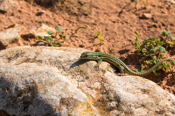 Italian Podarcis siculus
