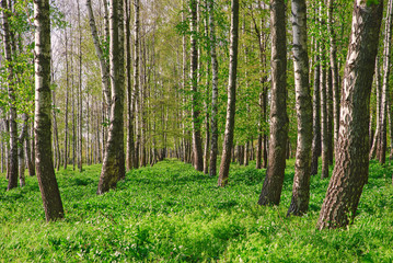Fototapeta premium Birch forest. Birch Grove. White birch trunks. Spring sunny forest.