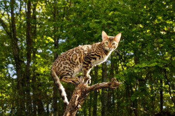 Bengal Cat Hunting outdoor, on branch tree, Nature green background