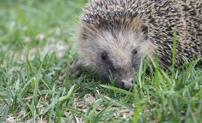 Hedgehog rests upon herb