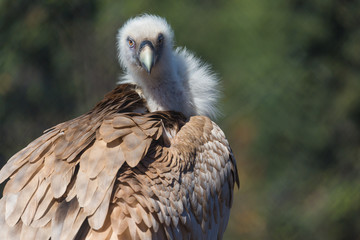 Closeup portrait of Griffon Vulture Gyps Fulvus on a blurred background
