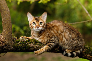 Naklejka na ściany i meble Bengal Cat Hunting outdoor, on branch tree, Nature green background
