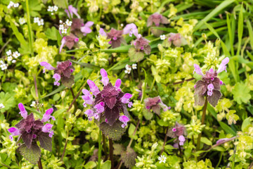 wild flowers of a large flowered selfheal. Prunella grandiflora