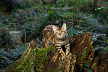 Bengal Cat Hunting in forest, Nature green background