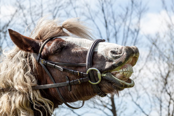 lachendes Pferd © Gottfried Carls