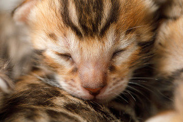 Closee-up face of Bengal newborn kitten with closed eyes