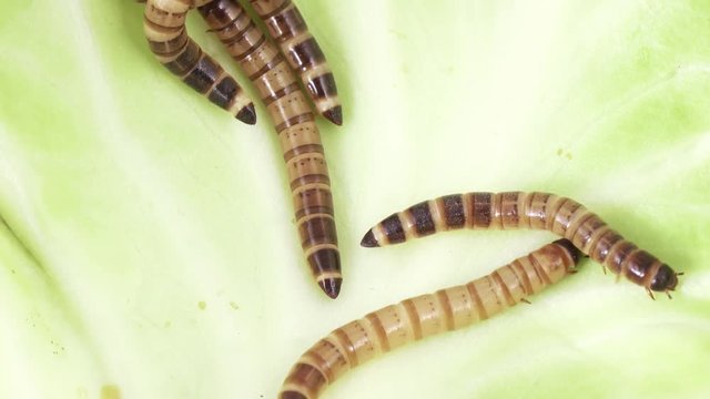 Zofobas larvae on cabbage