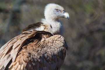 Closeup portrait of Griffon Vulture Gyps Fulvus on a blurred background