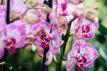 Beautiful spring flowers in the greenhouse. Botanical garden