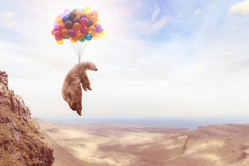Ein Bär hängt an Luftballons