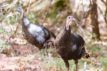 Wild Turkeys
