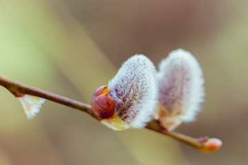 Willow catkin