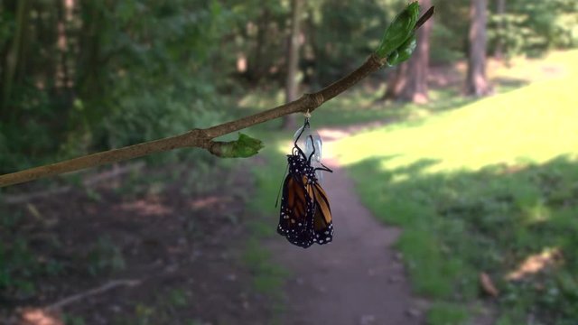 A monarch butterfly emerging from chrysalis near bike trail