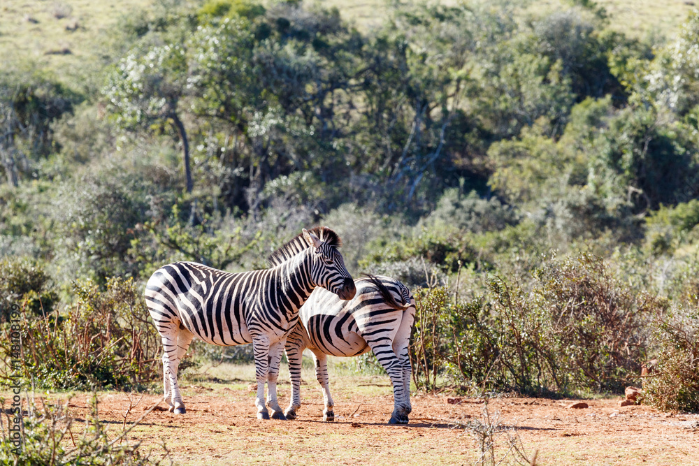 Wall mural Zebra watching his partners moving tail