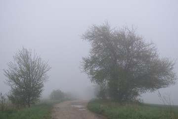 Misty woods with thick fog and trees silhouettes. Slovakia