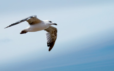 Seagull  flying in the blue sky and white clouds