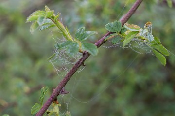 Morning dewed spider web