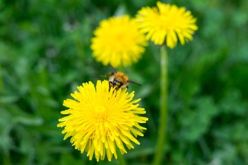 Bumblebee on dandelion